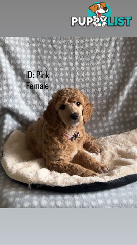 Purebred Standard Poodle Puppies