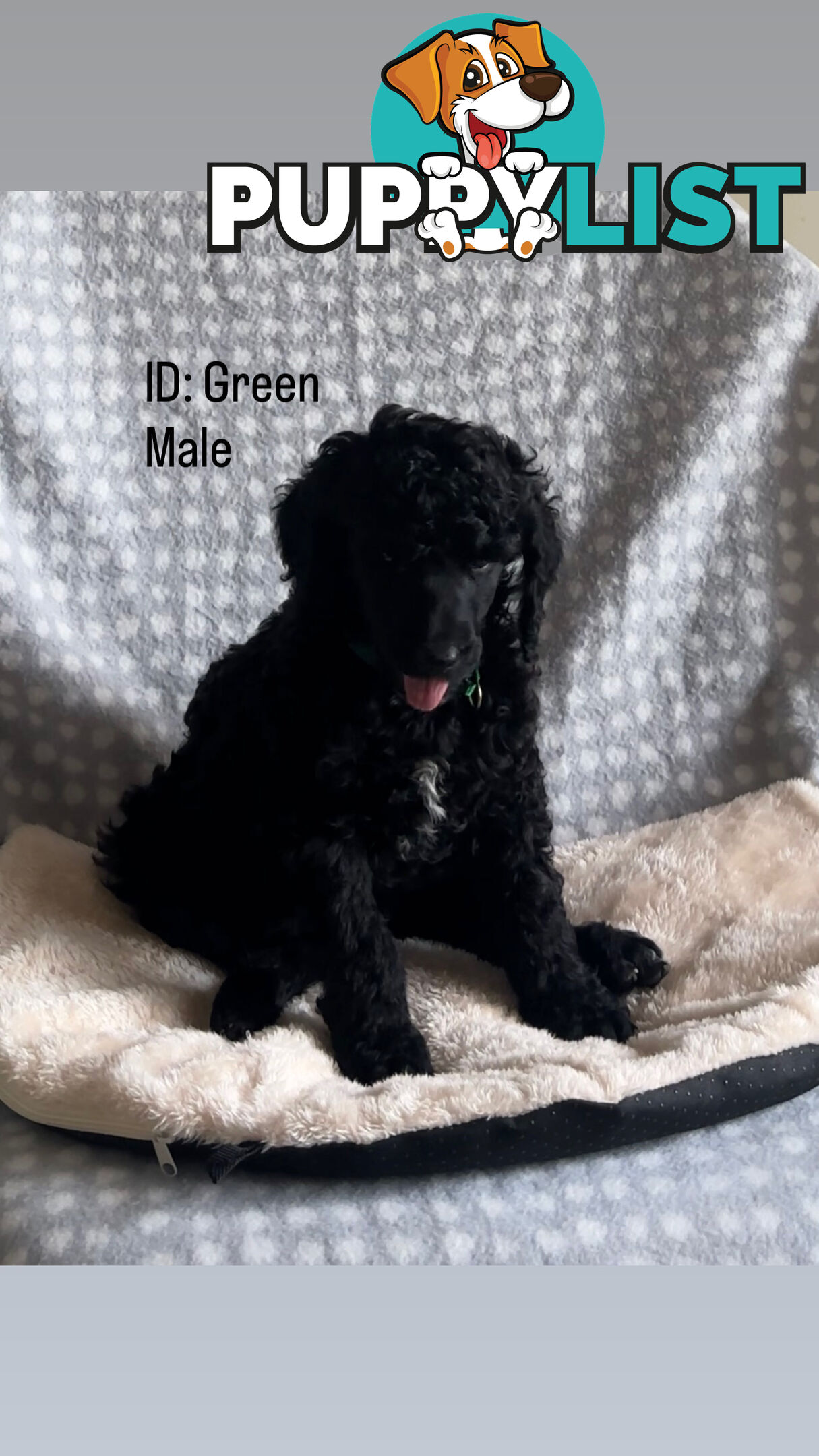 Purebred Standard Poodle Puppies