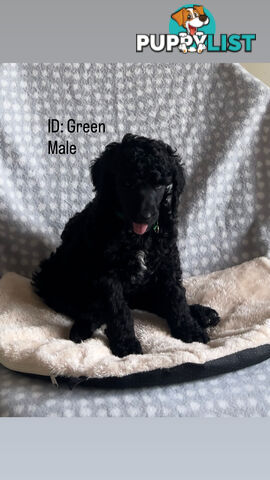 Purebred Standard Poodle Puppies