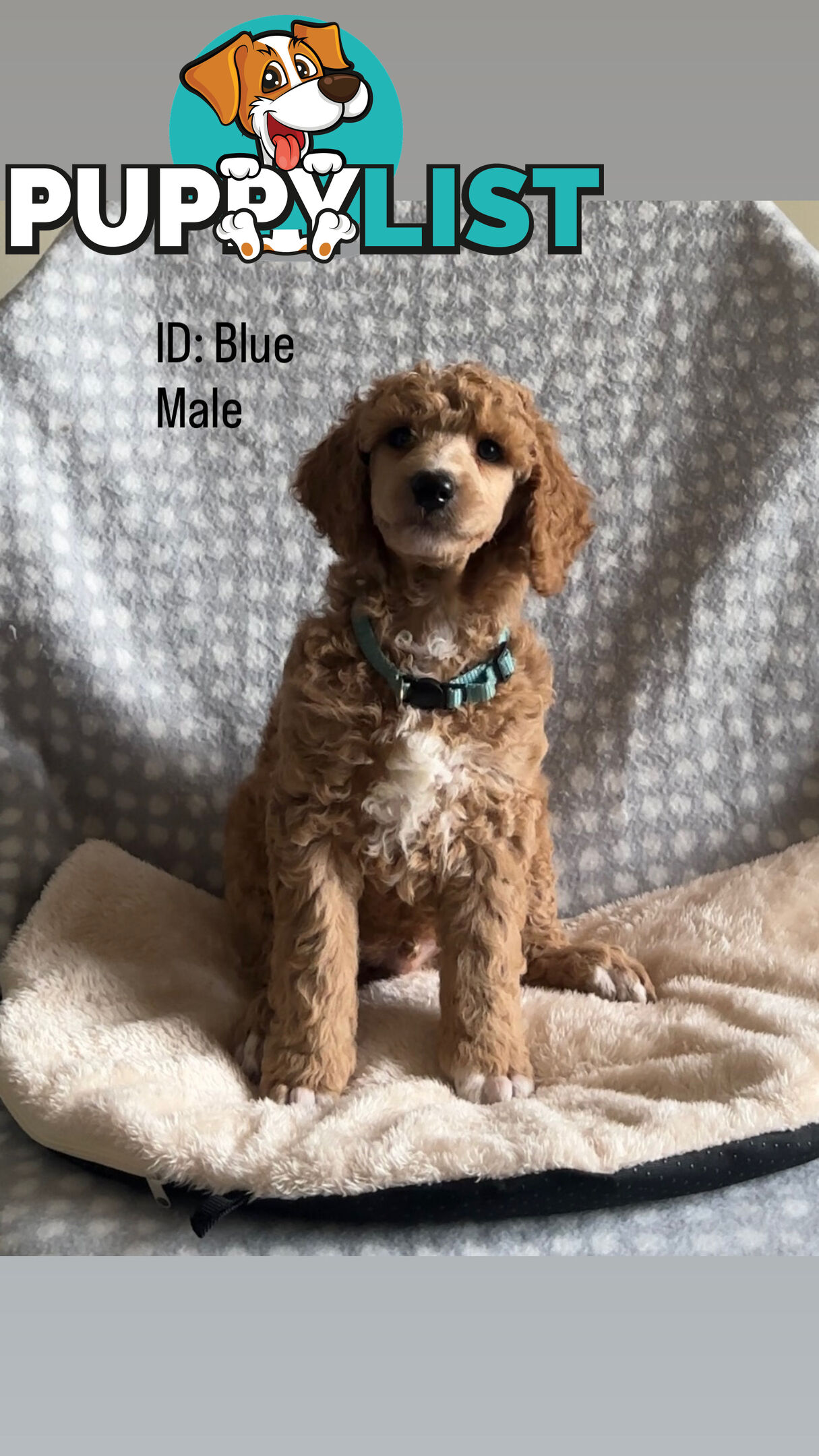 Purebred Standard Poodle Puppies