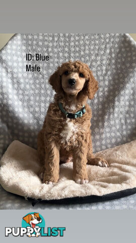 Purebred Standard Poodle Puppies