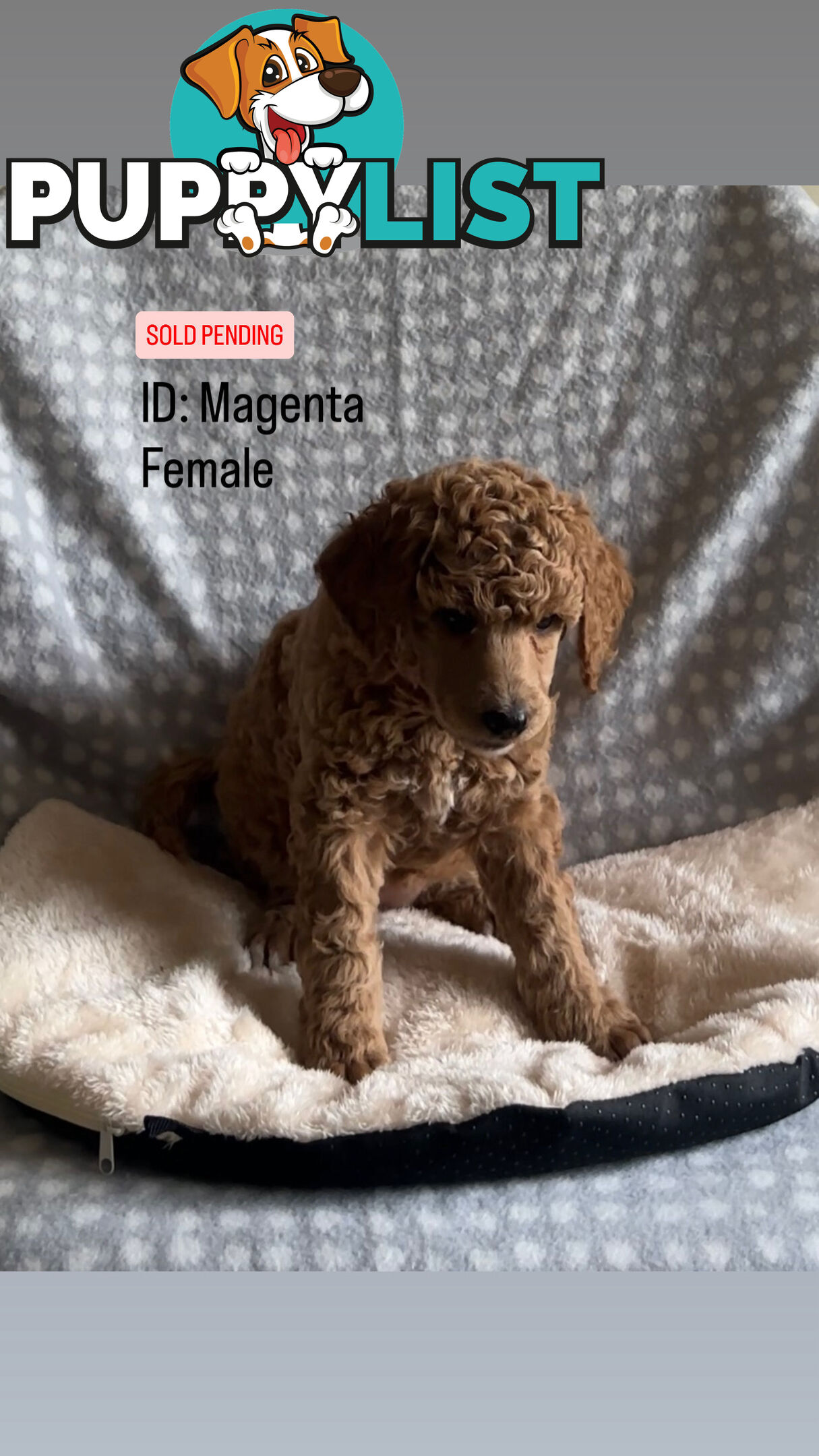 Purebred Standard Poodle Puppies