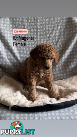 Purebred Standard Poodle Puppies