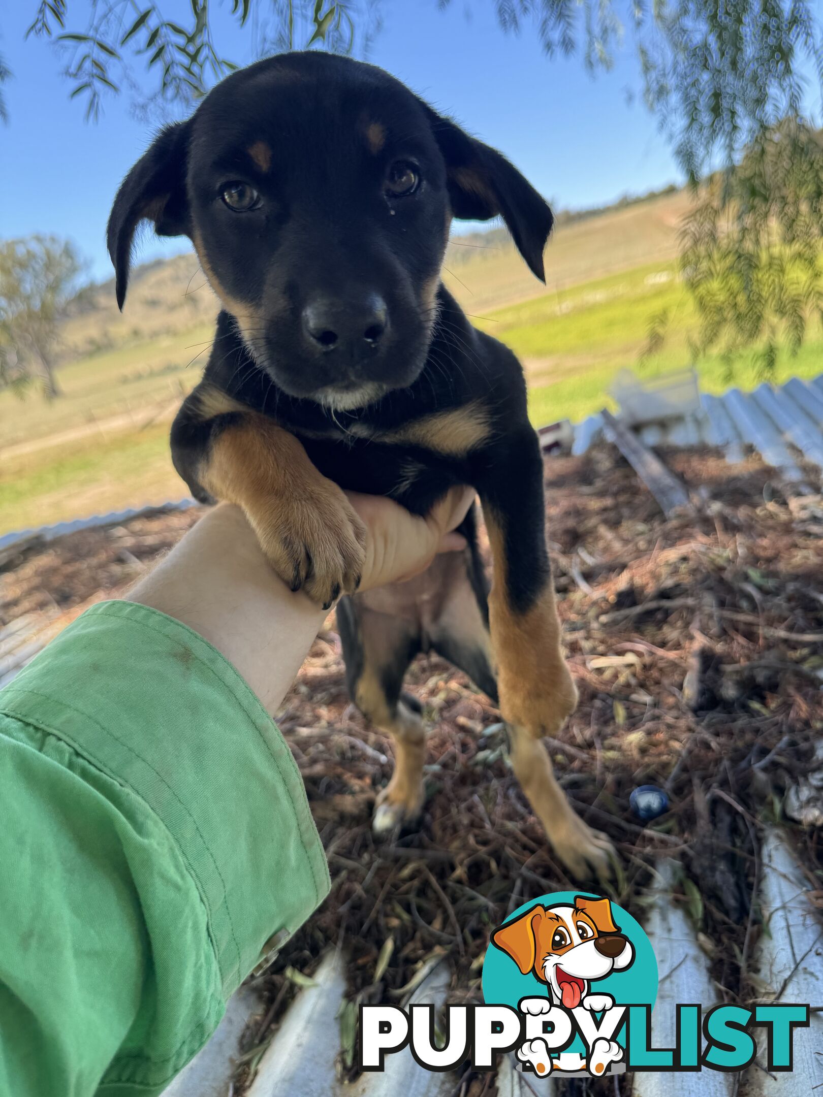 Kelpie working pups