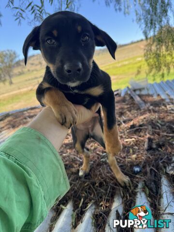 Kelpie working pups