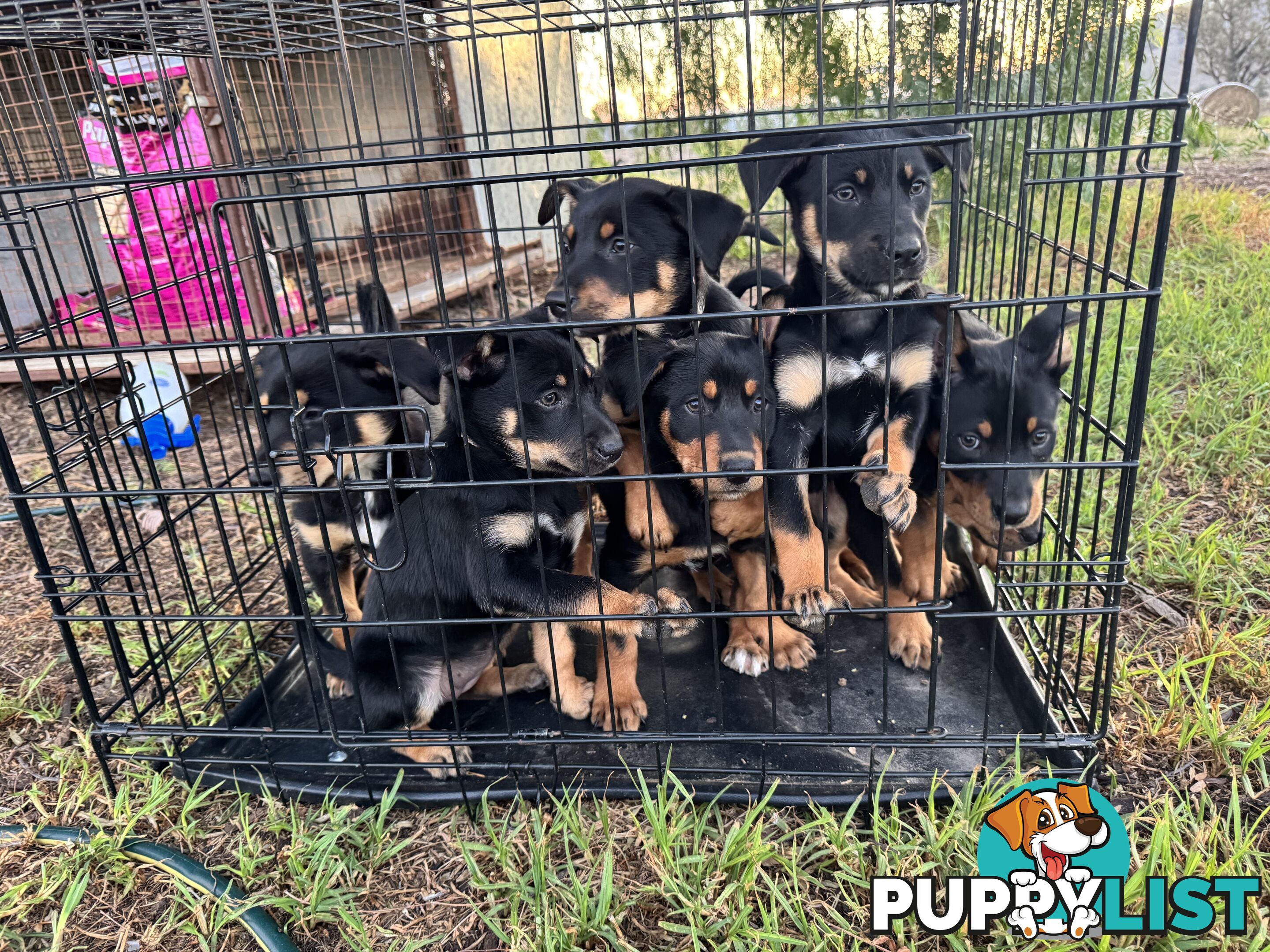 Kelpie working pups