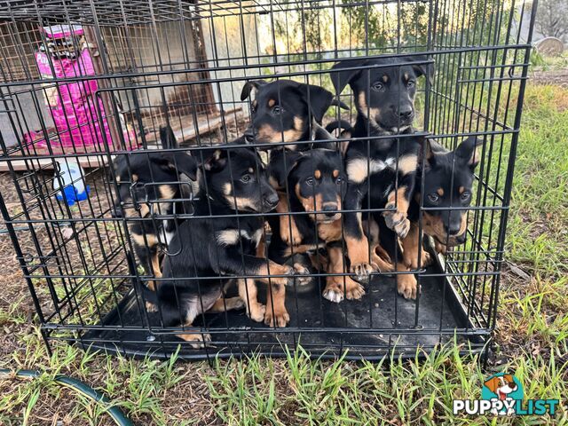 Kelpie working pups