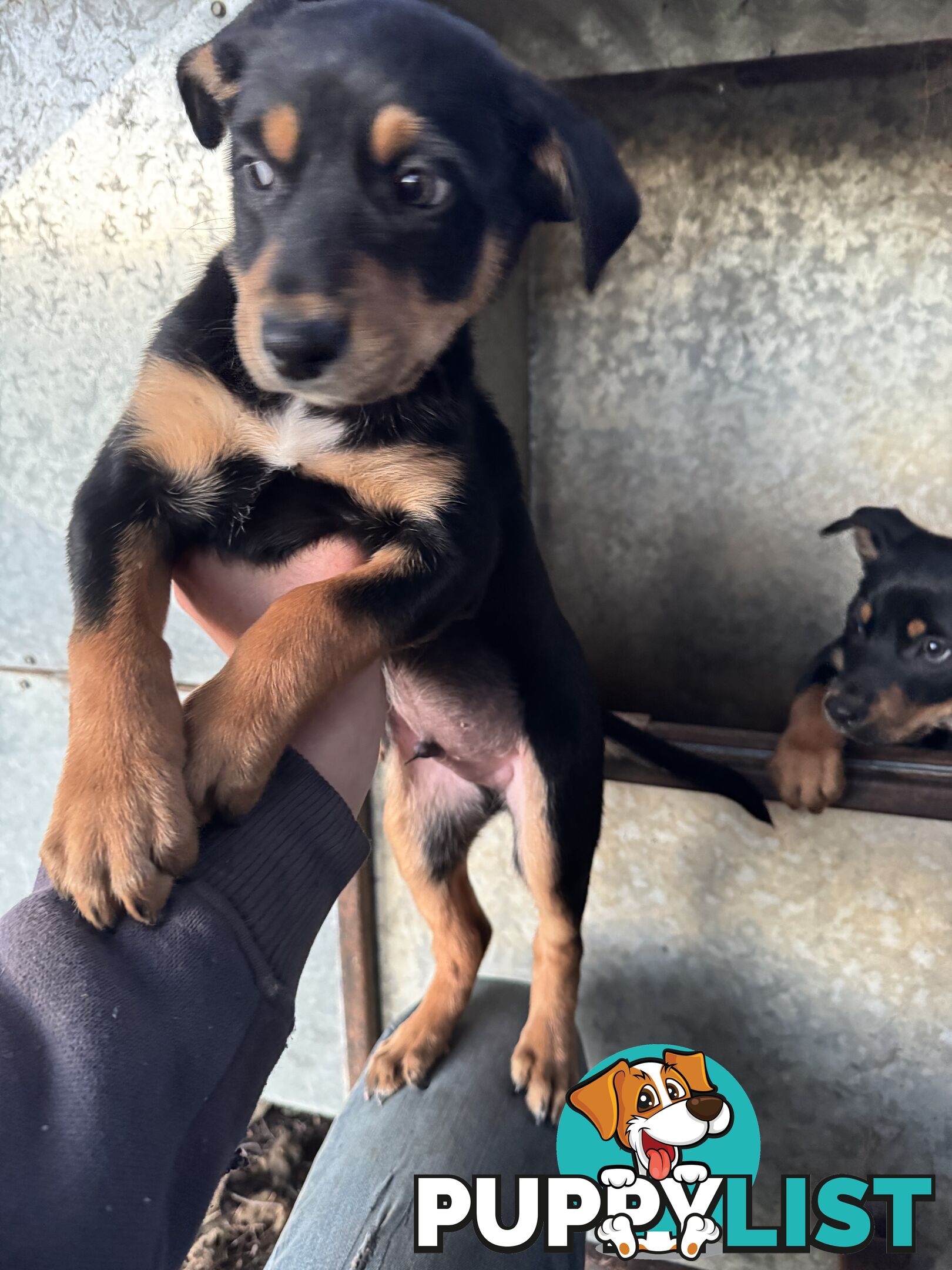 Kelpie working pups