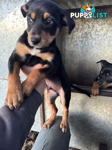 Kelpie working pups