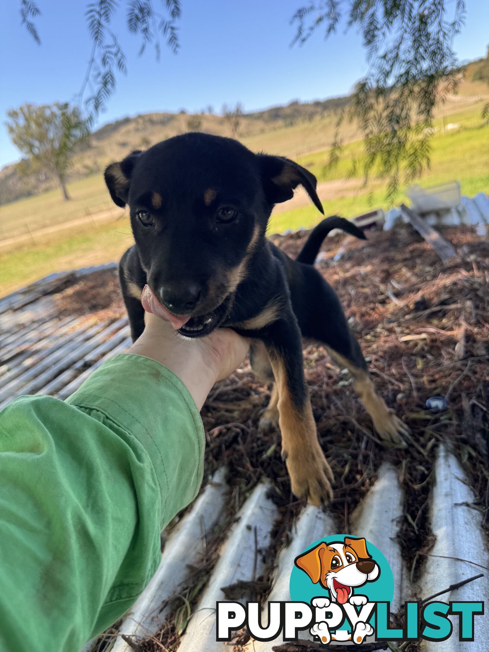 Kelpie working pups