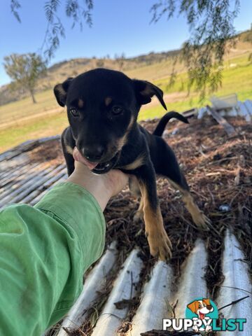 Kelpie working pups