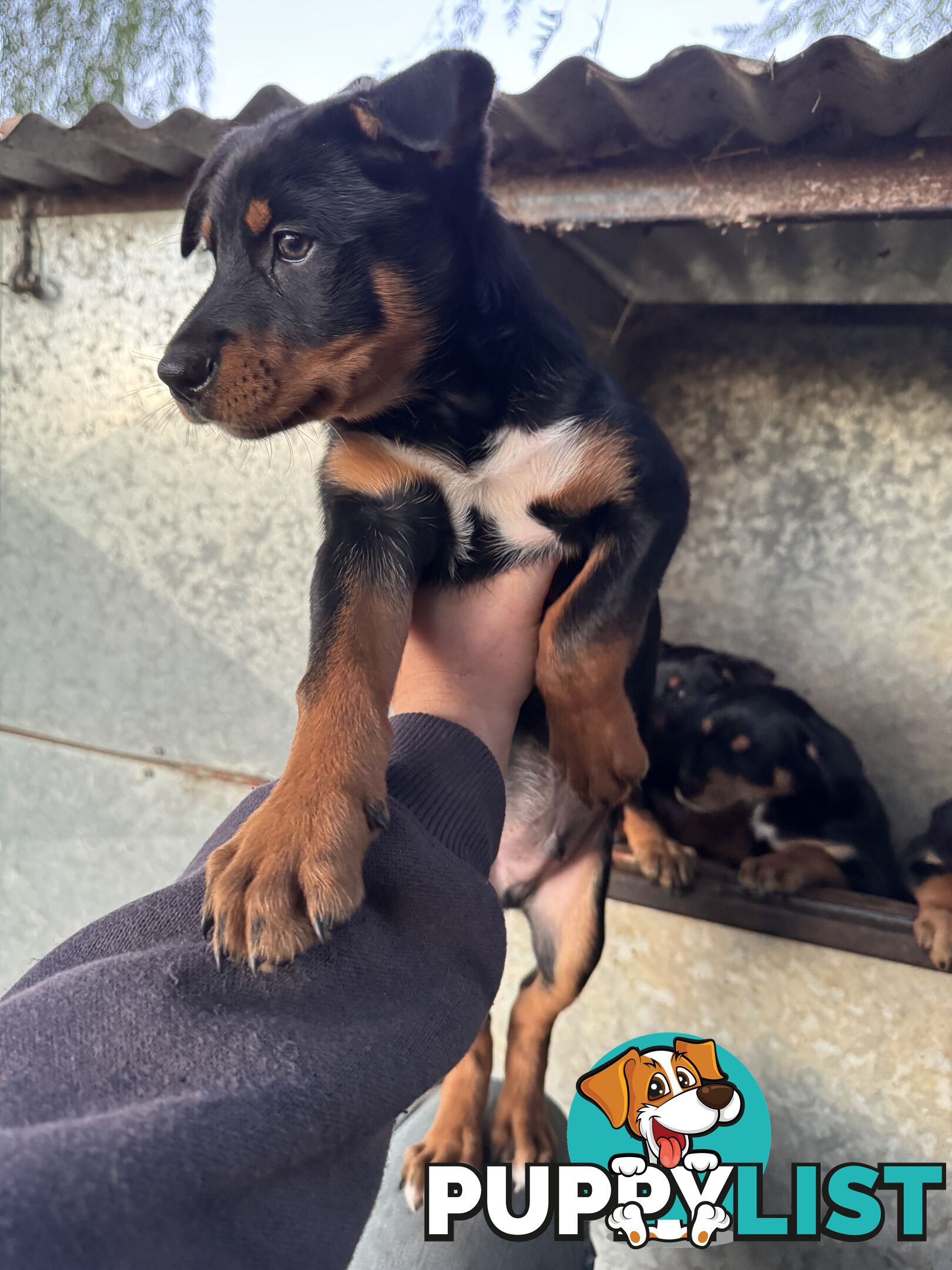 Kelpie working pups