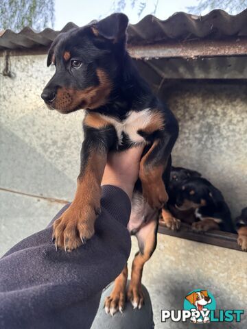 Kelpie working pups