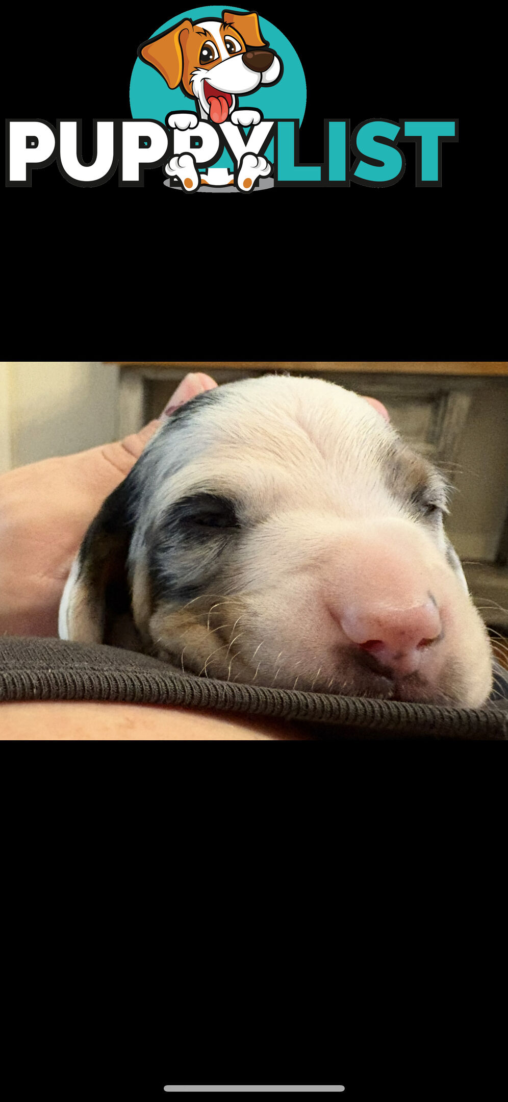 Purebred beautiful miniature dachshunds