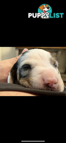 Purebred beautiful miniature dachshunds