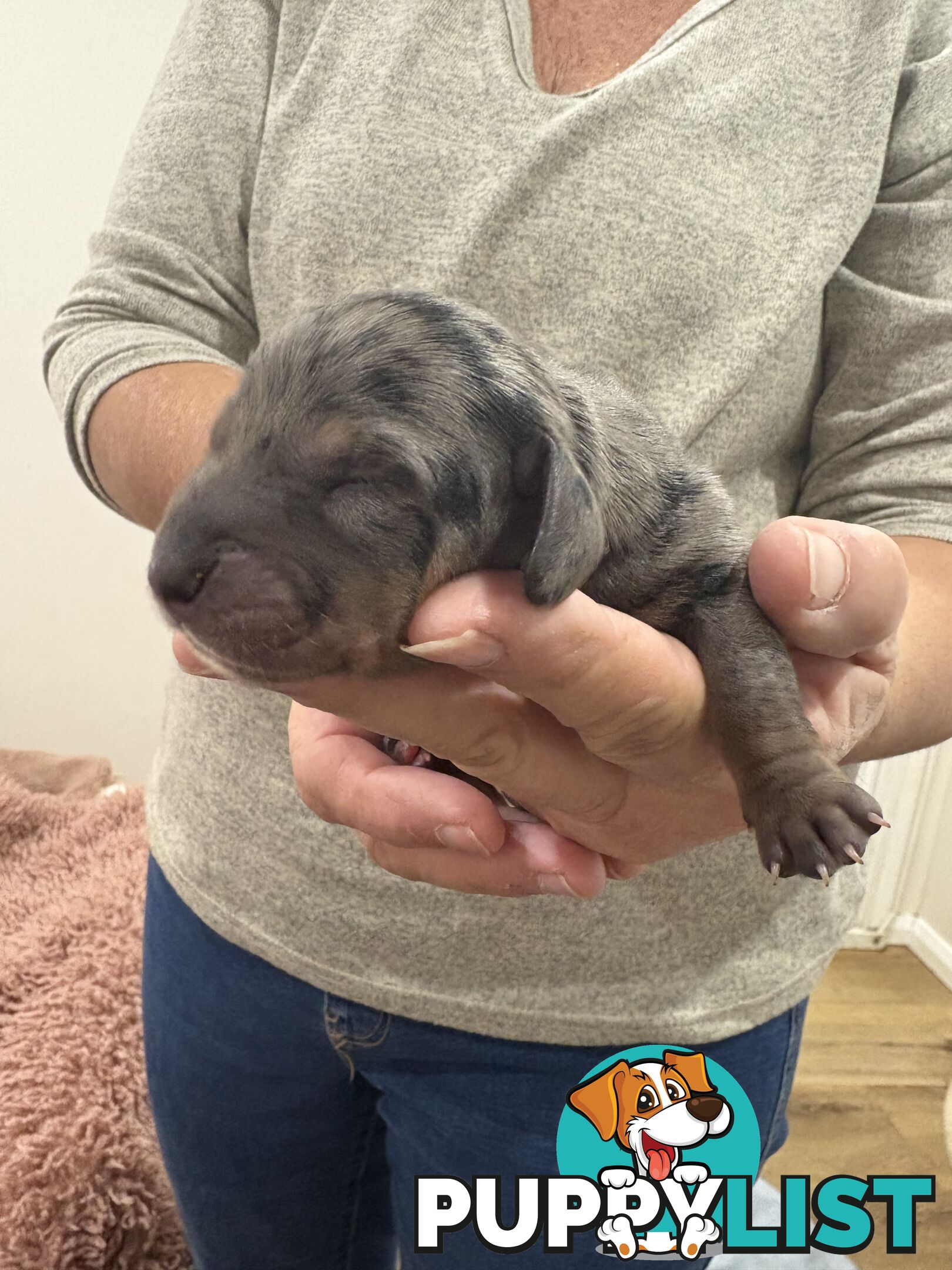Purebred beautiful miniature dachshunds