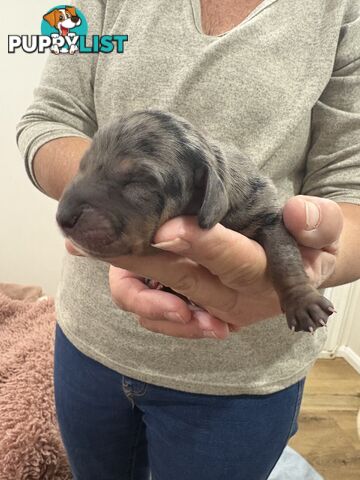 Purebred beautiful miniature dachshunds