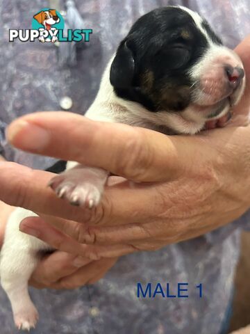 Purebred miniature dachshund pups