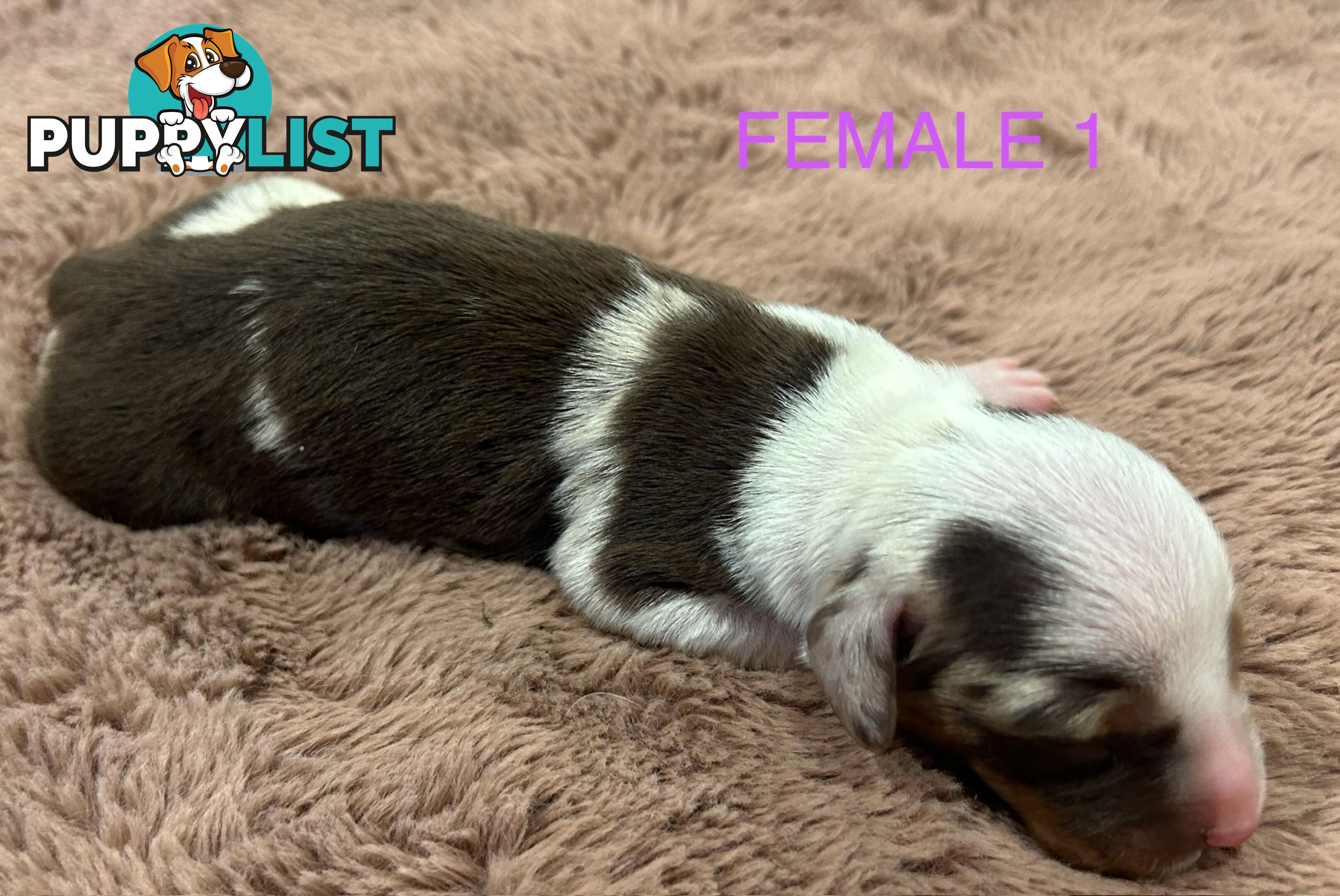 Purebred miniature dachshund pups