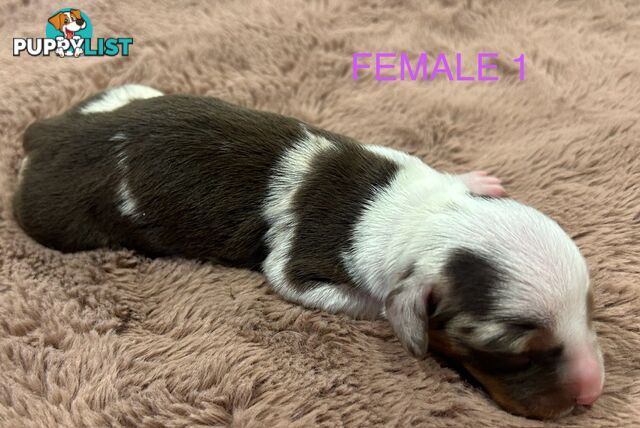 Purebred miniature dachshund pups