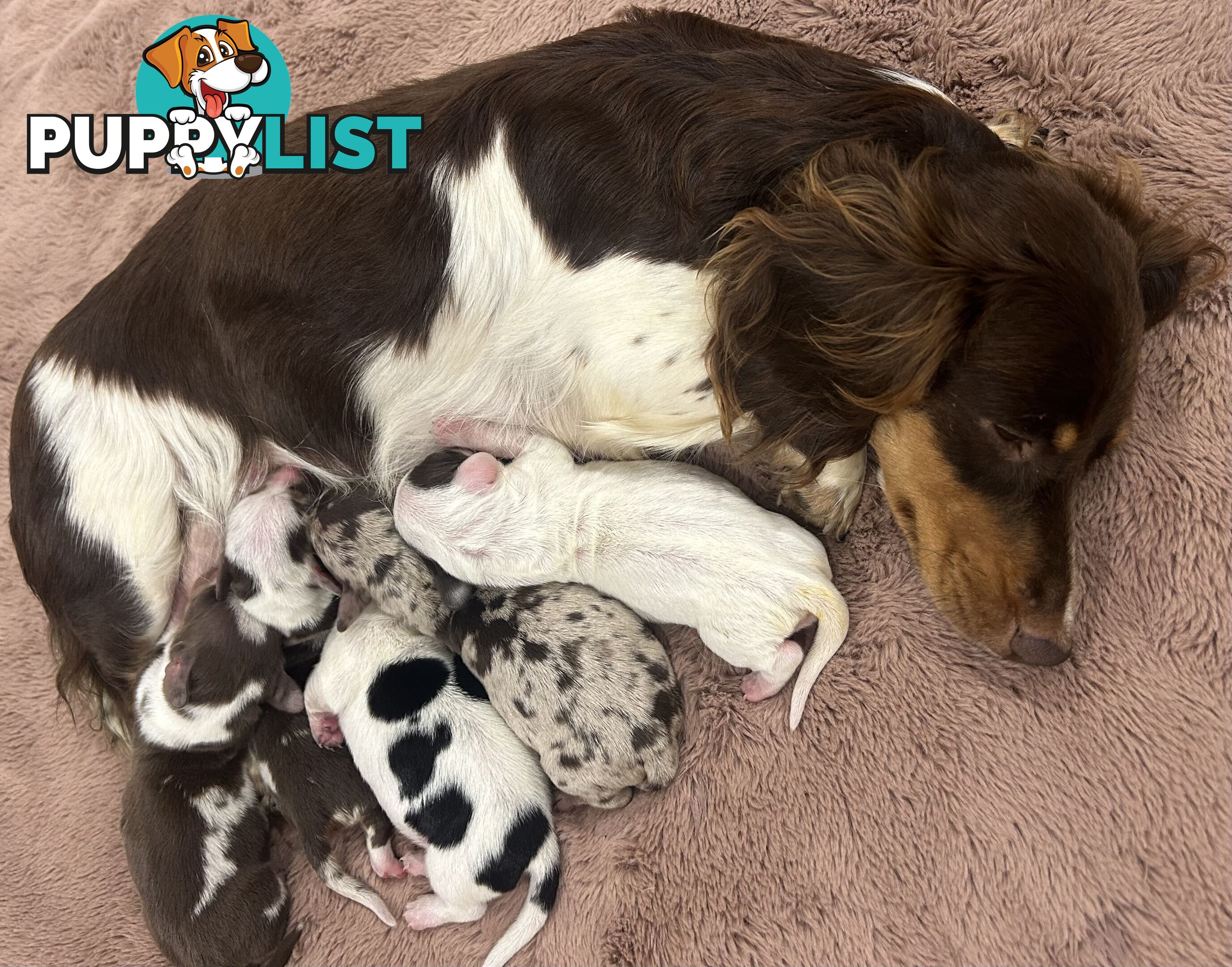 Purebred miniature dachshund pups