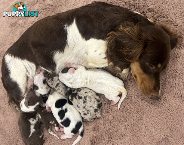 Purebred miniature dachshund pups