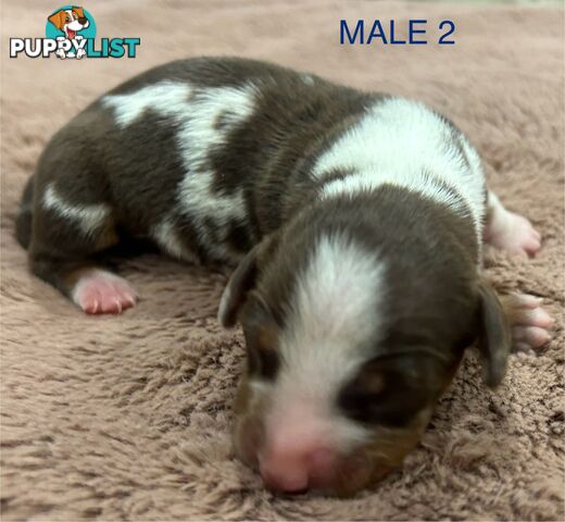 Purebred miniature dachshund pups