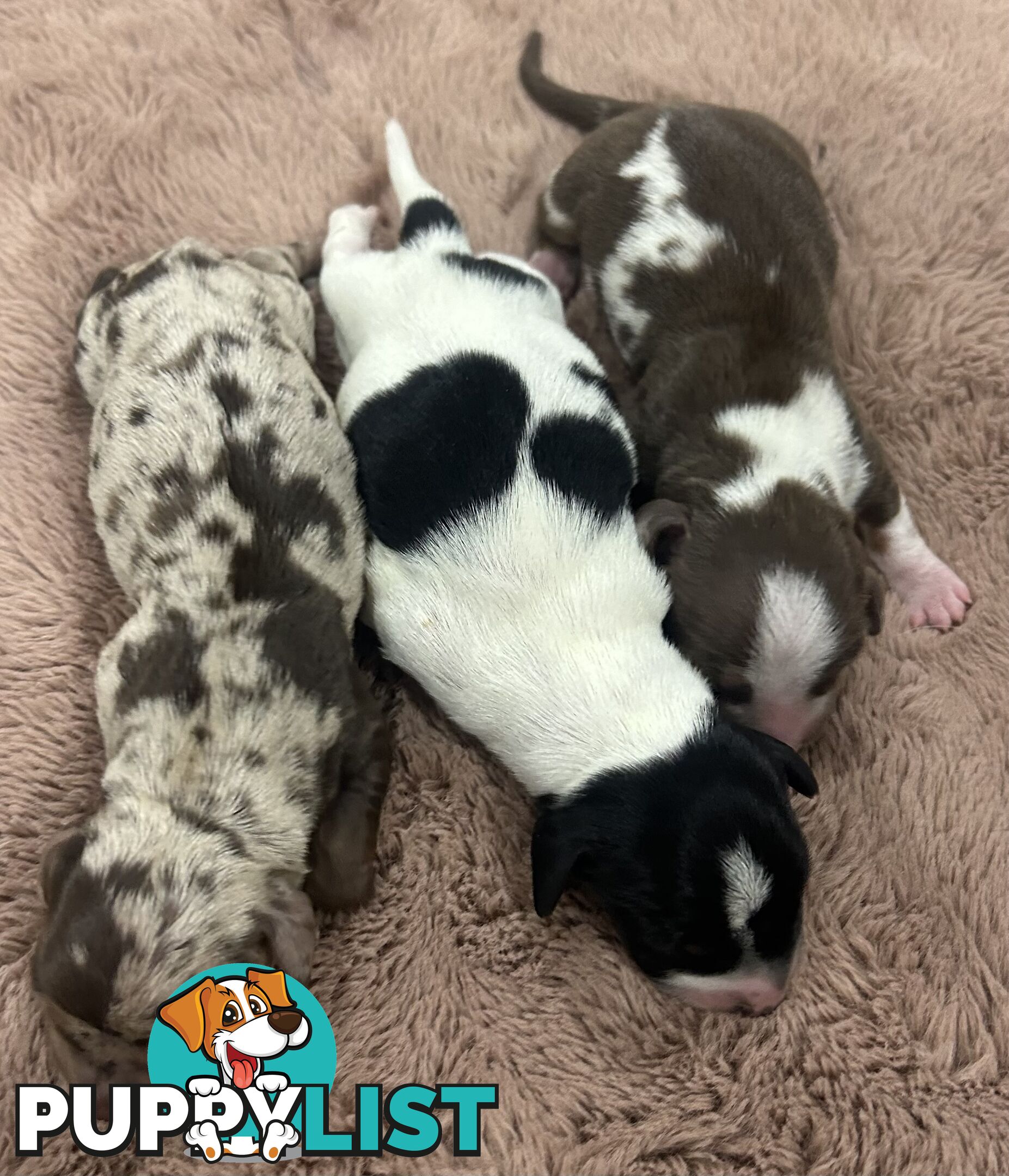 Purebred miniature dachshund pups