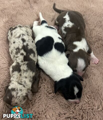 Purebred miniature dachshund pups