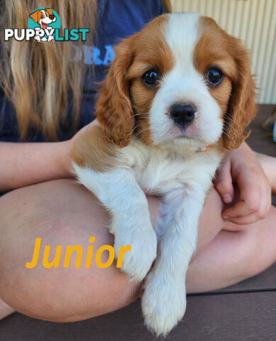 Cavalier King Charles Spaniel Puppies - ready 8 Feb