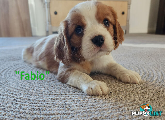 Cavalier King Charles Spaniel Puppies - ready 8 Feb