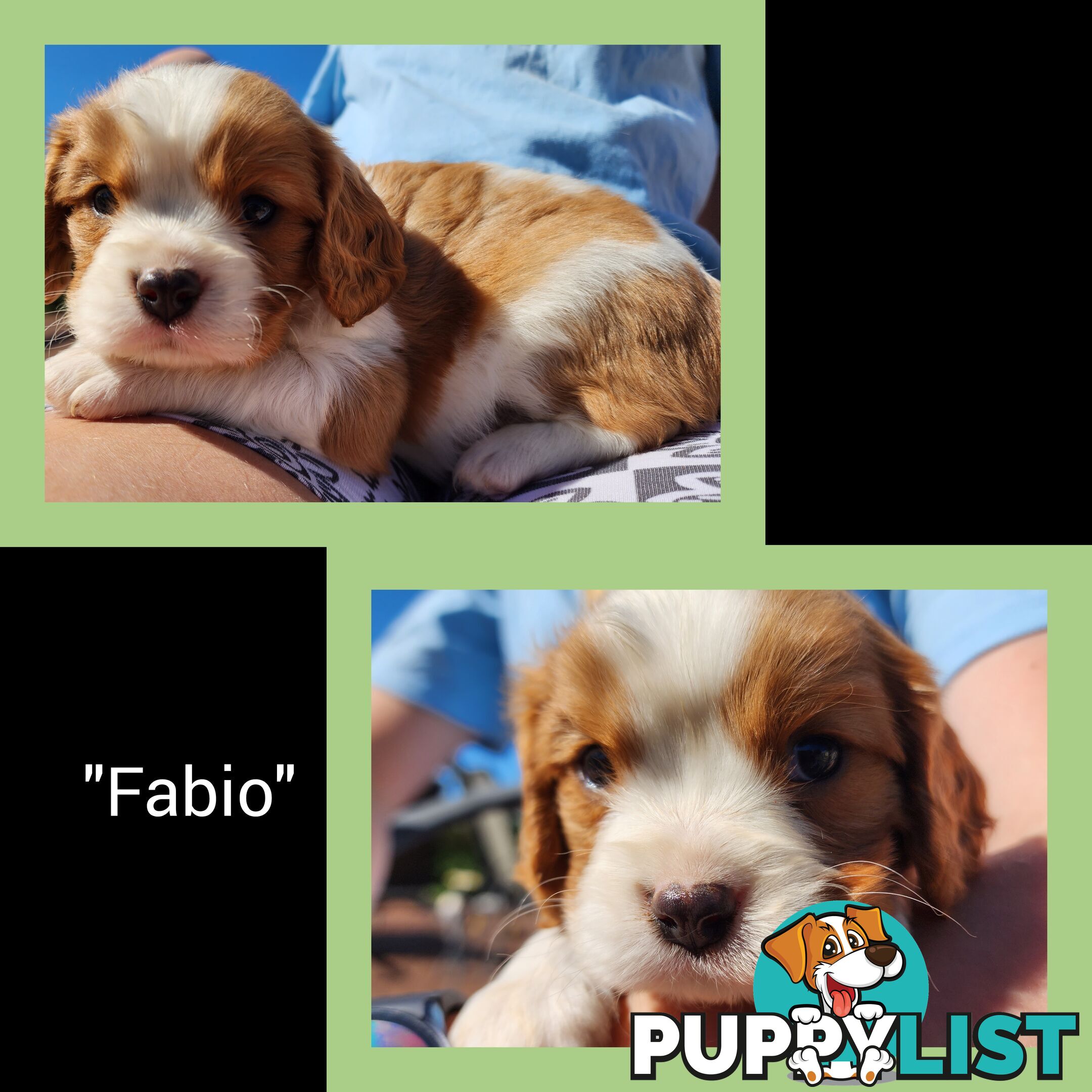 Cavalier King Charles Spaniel Puppies