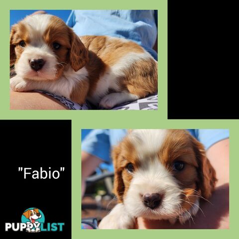 Cavalier King Charles Spaniel Puppies