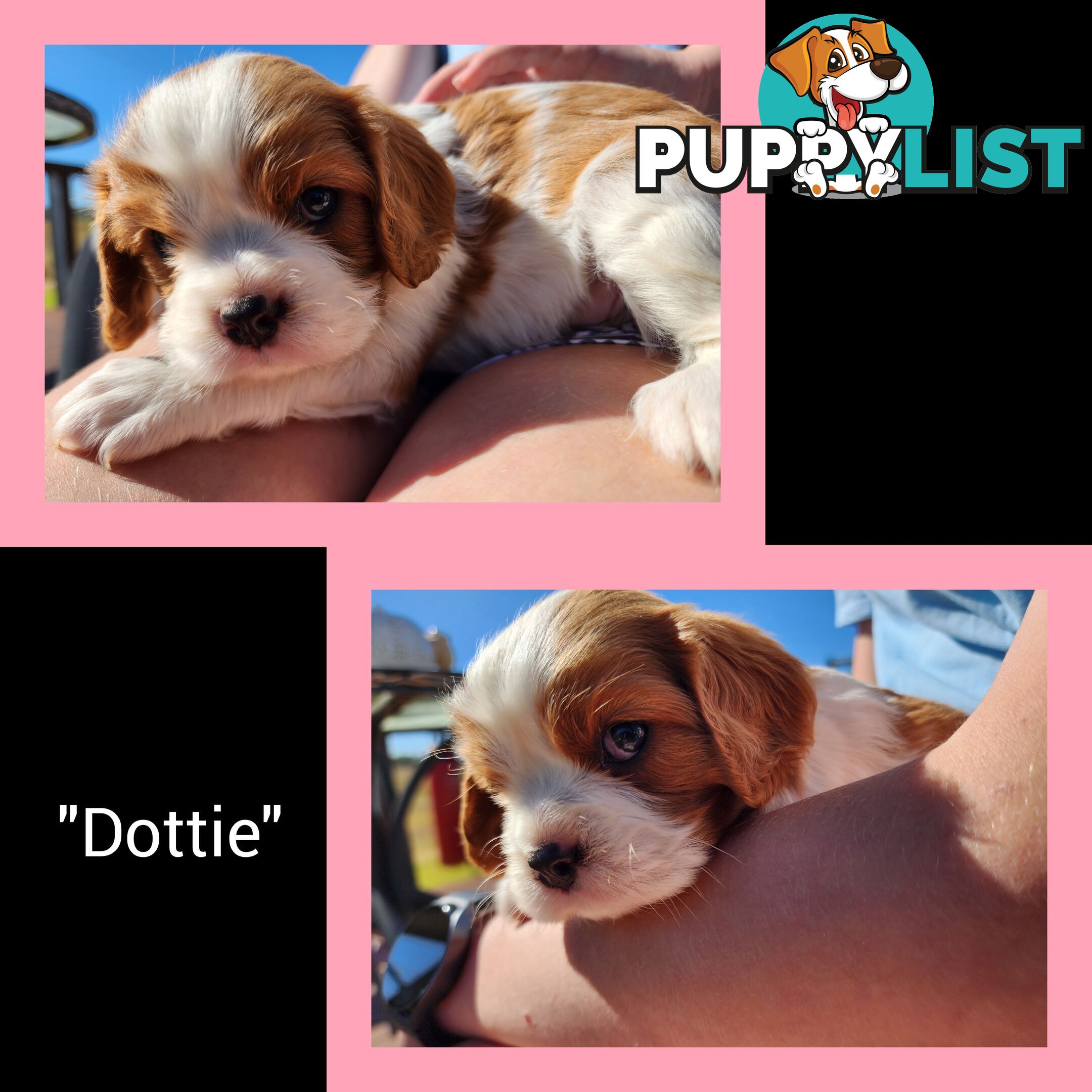 Cavalier King Charles Spaniel Puppies