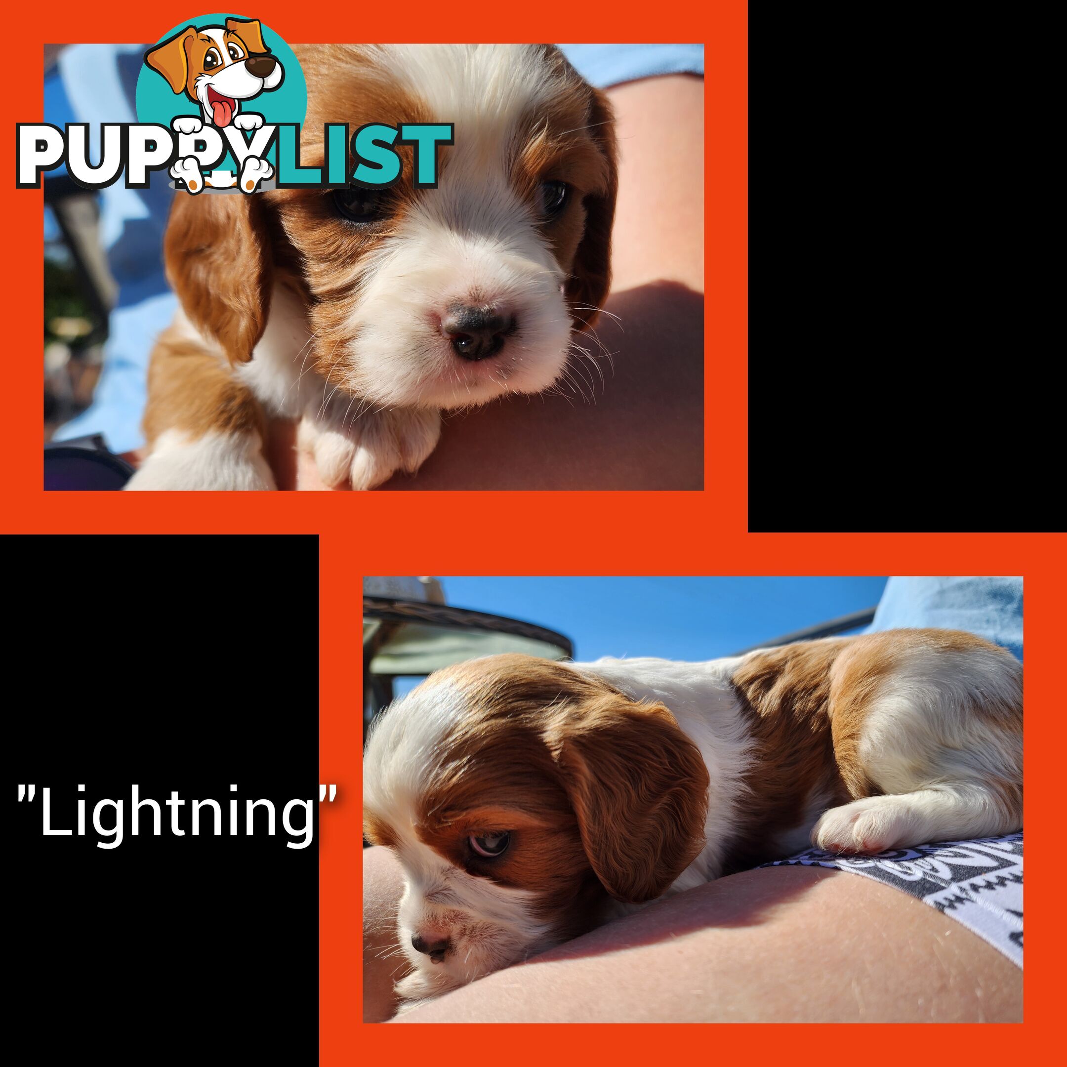 Cavalier King Charles Spaniel Puppies