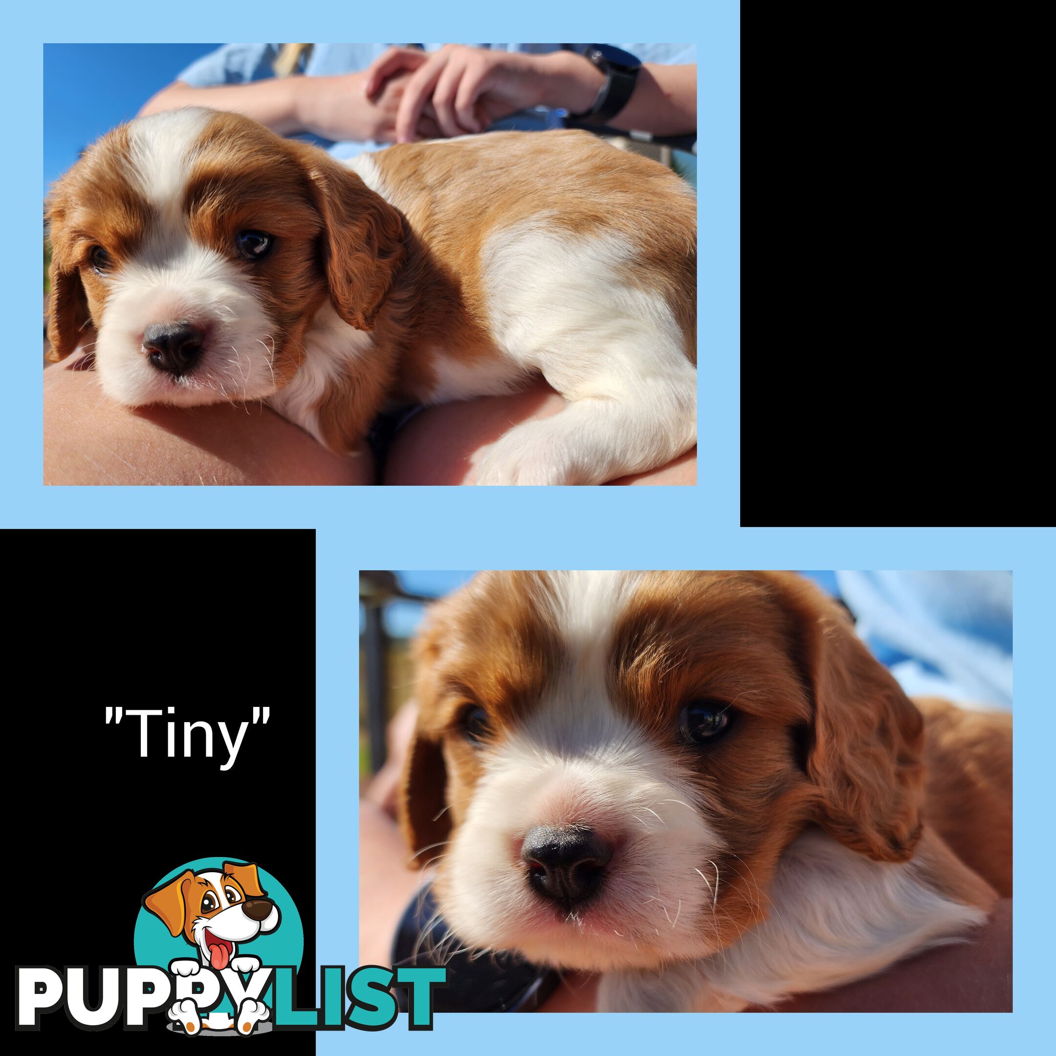 Cavalier King Charles Spaniel Puppies