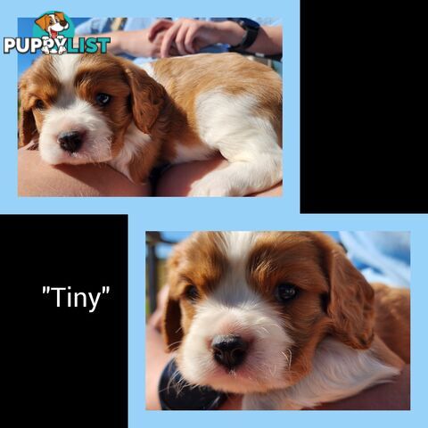 Cavalier King Charles Spaniel Puppies