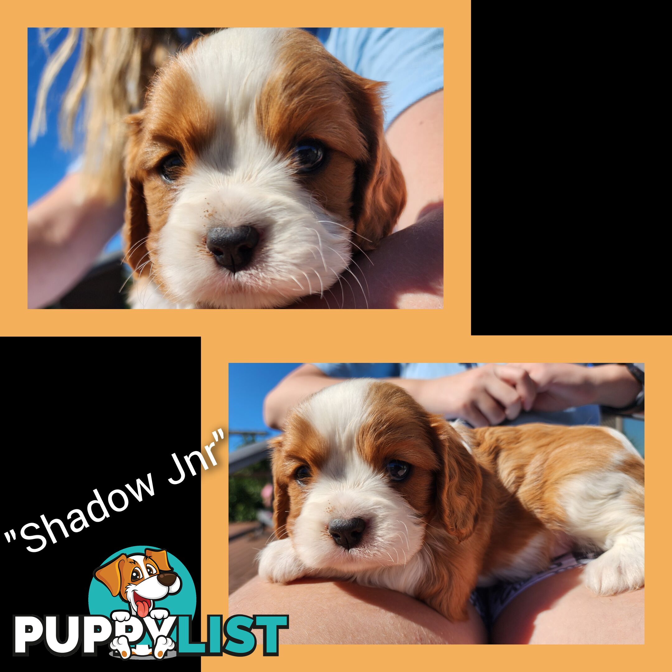 Cavalier King Charles Spaniel Puppies