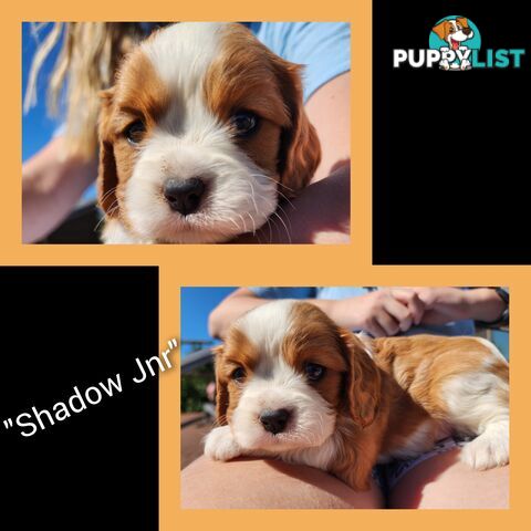 Cavalier King Charles Spaniel Puppies