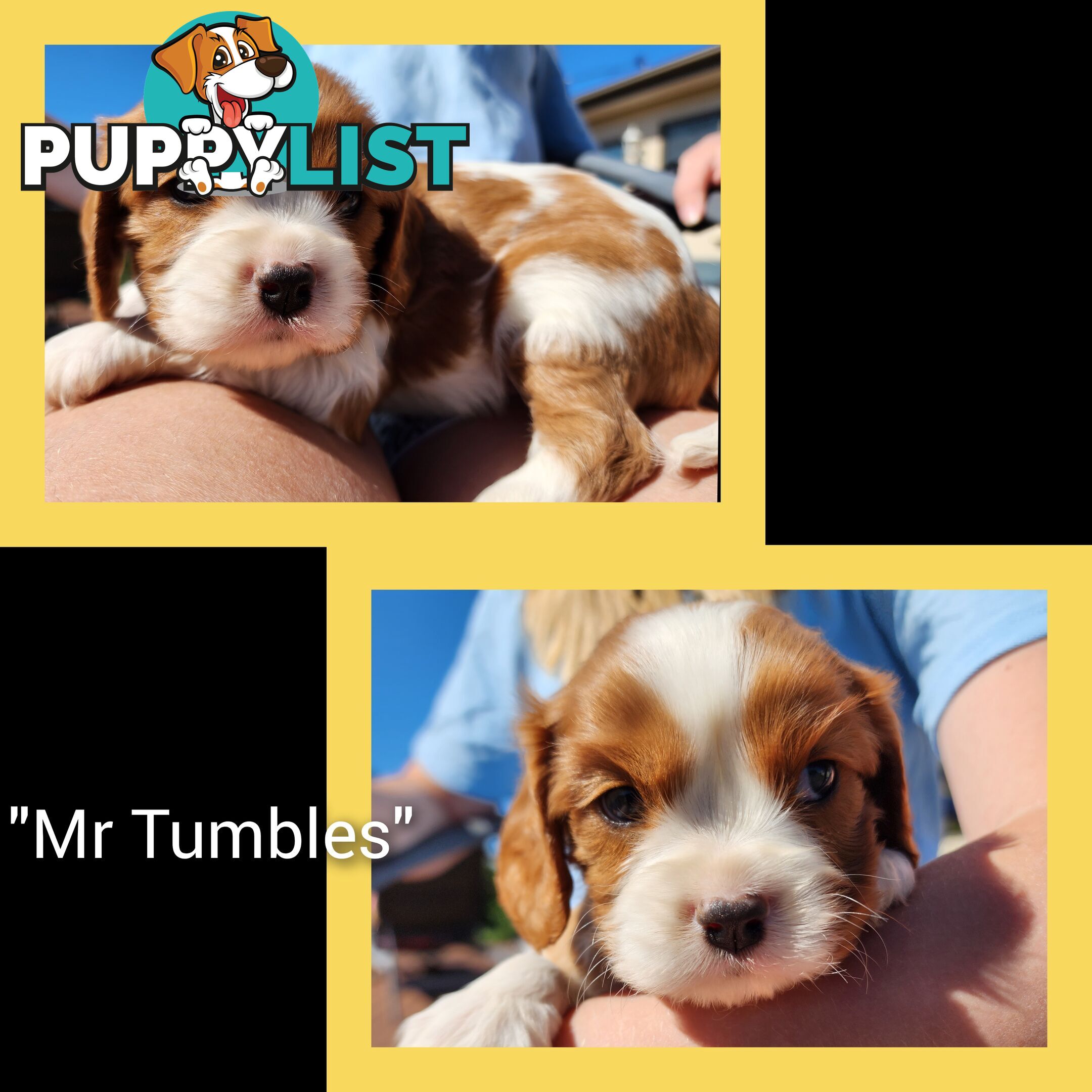 Cavalier King Charles Spaniel Puppies