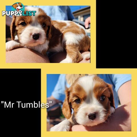 Cavalier King Charles Spaniel Puppies