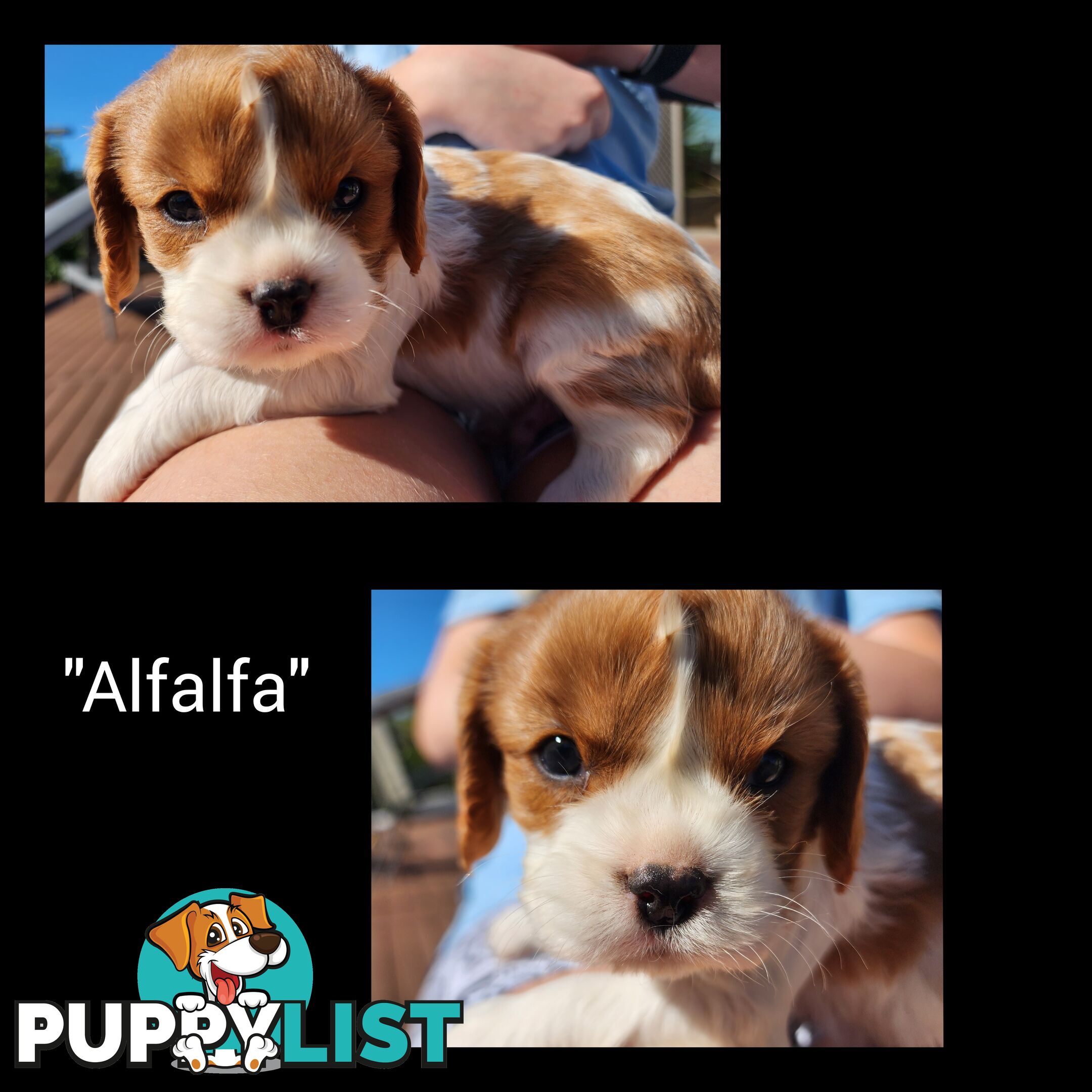 Cavalier King Charles Spaniel Puppies