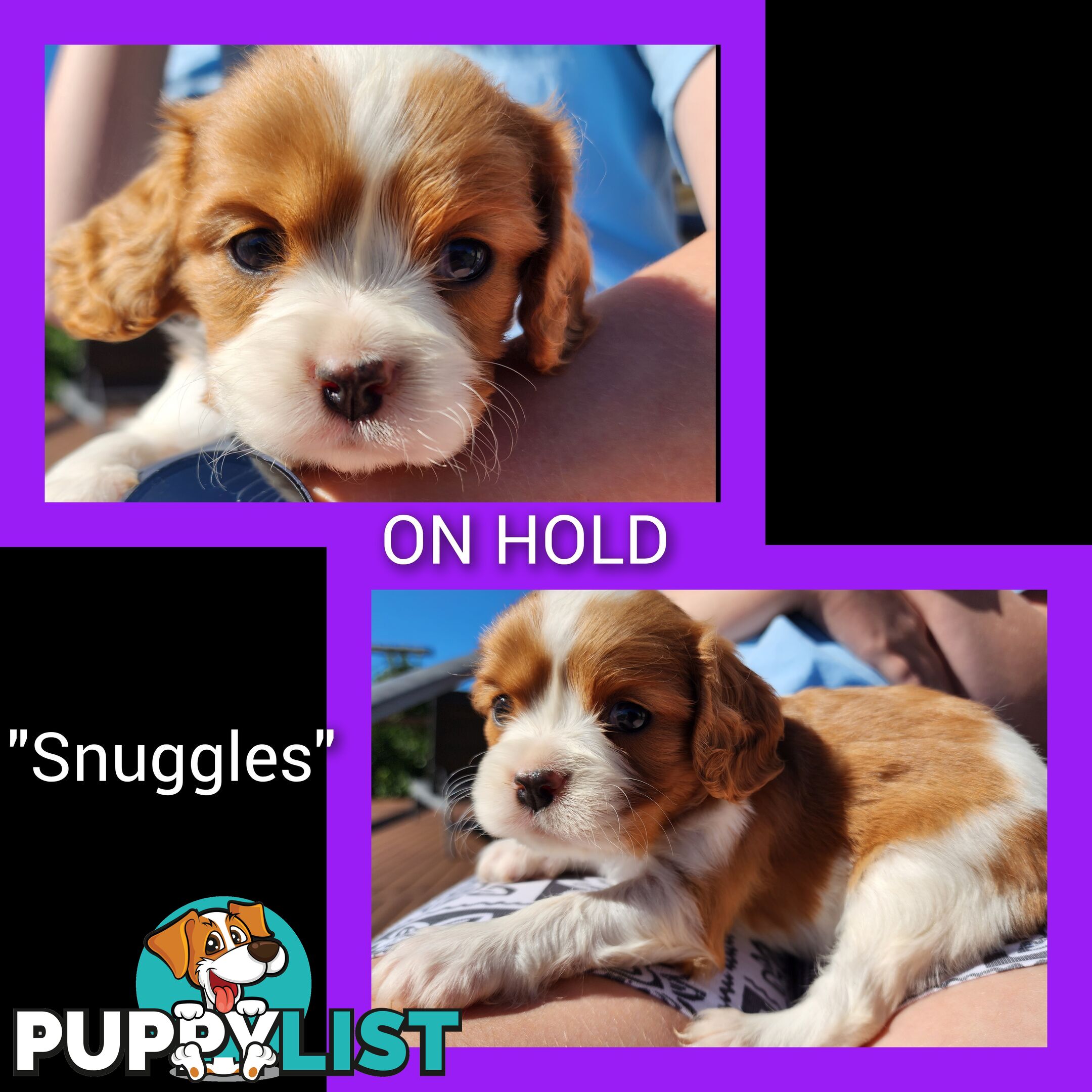 Cavalier King Charles Spaniel Puppies