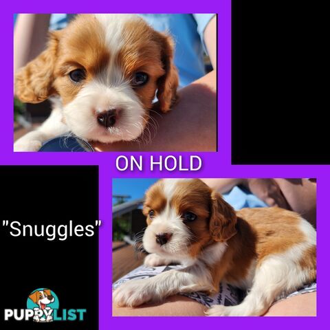 Cavalier King Charles Spaniel Puppies