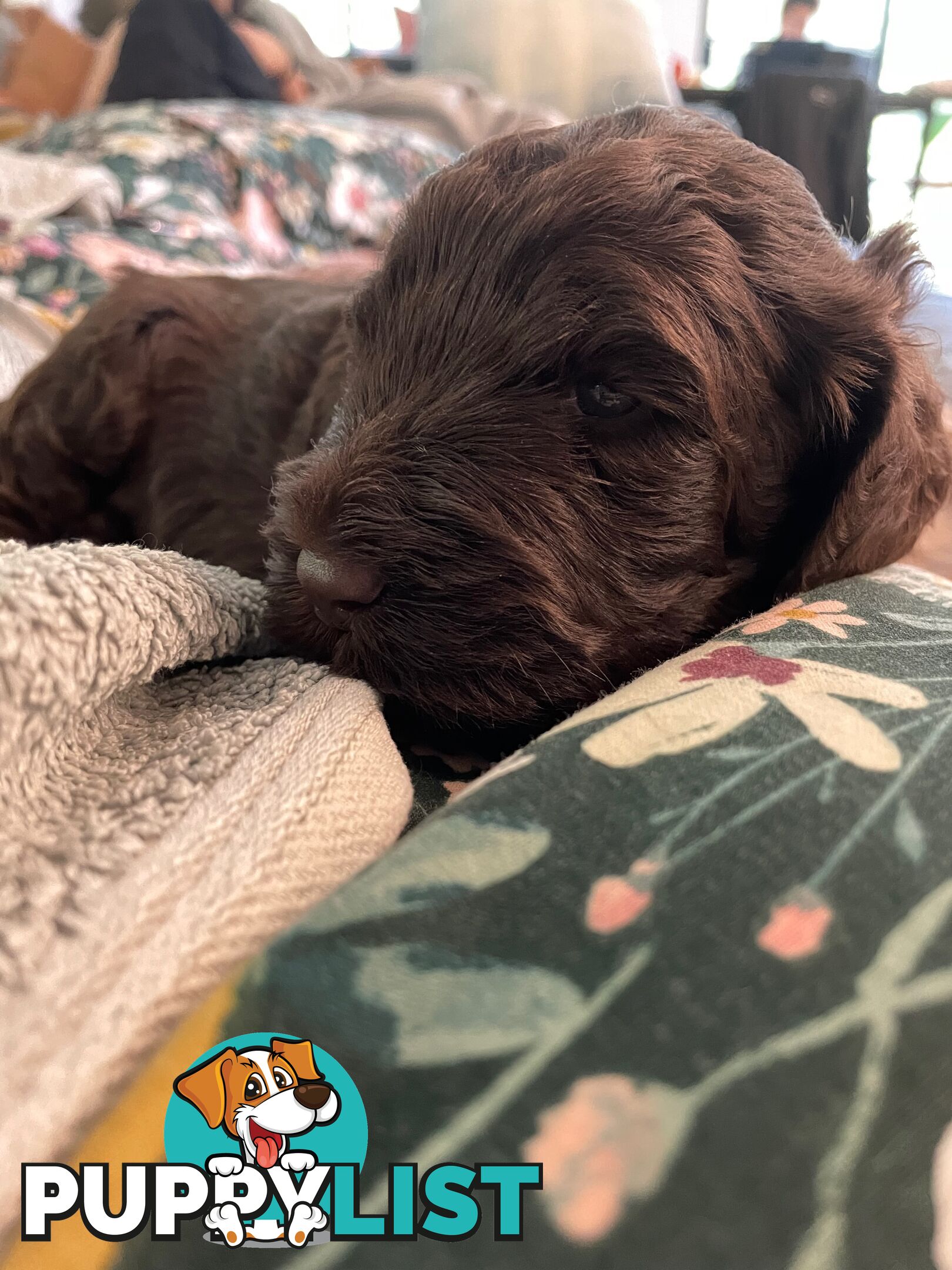 Labradoodle girl puppies for Sale
