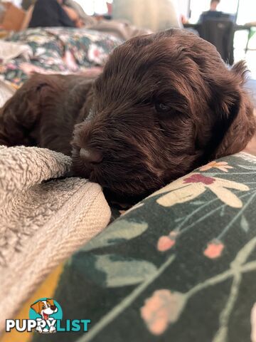 Labradoodle girl puppies for Sale