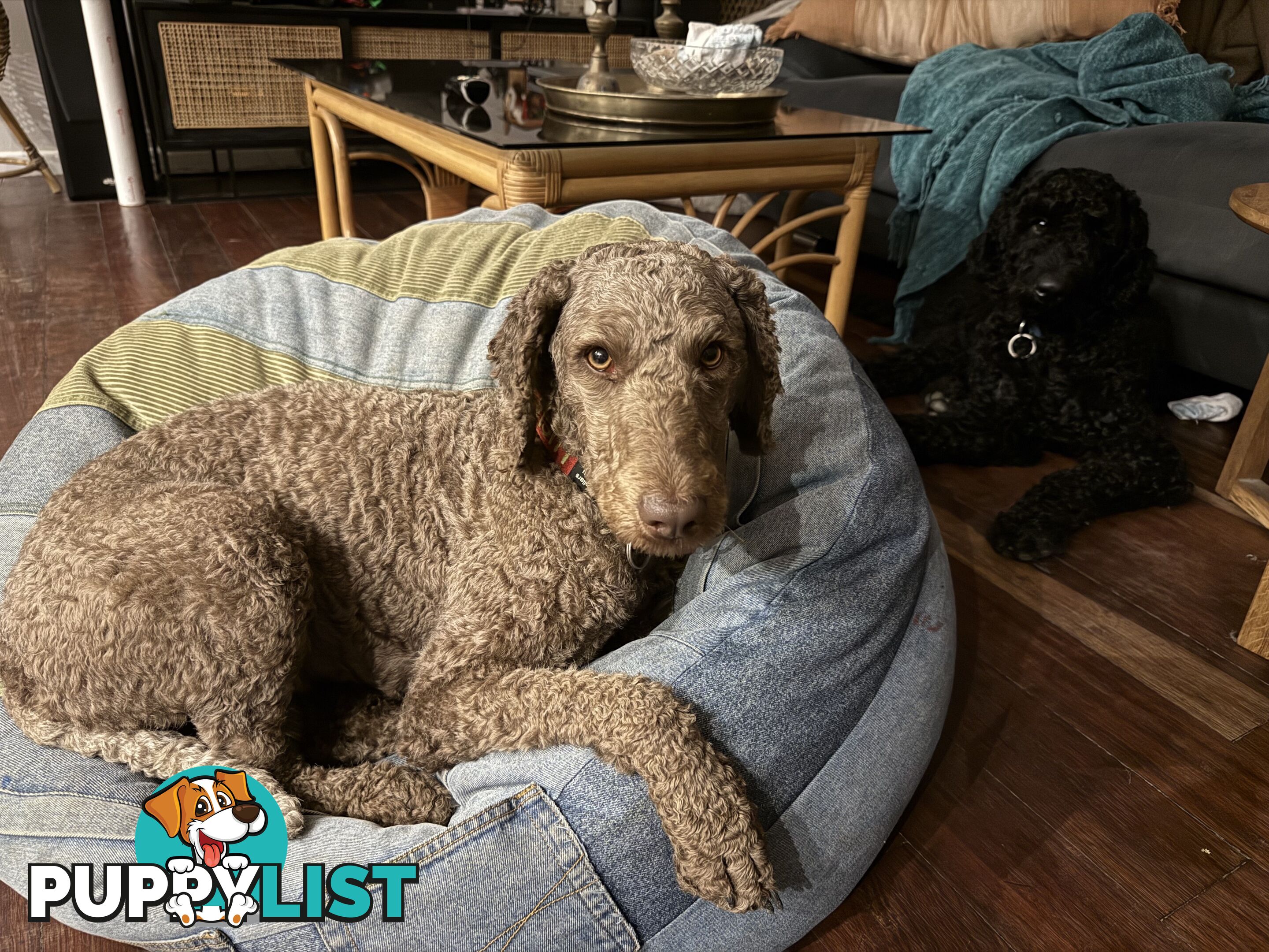 Labradoodle girl puppies for Sale
