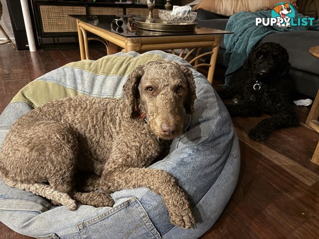 Labradoodle girl puppies for Sale