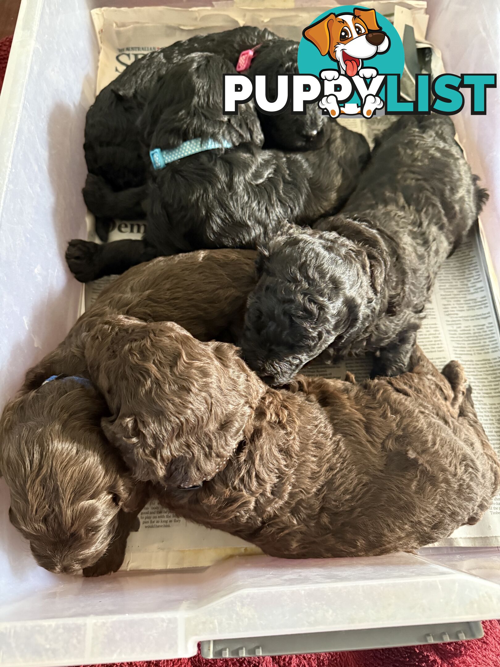 Labradoodle girl puppies for Sale