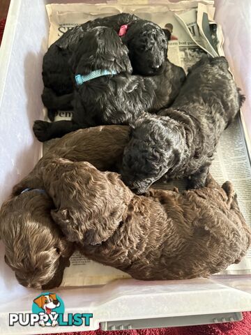 Labradoodle girl puppies for Sale